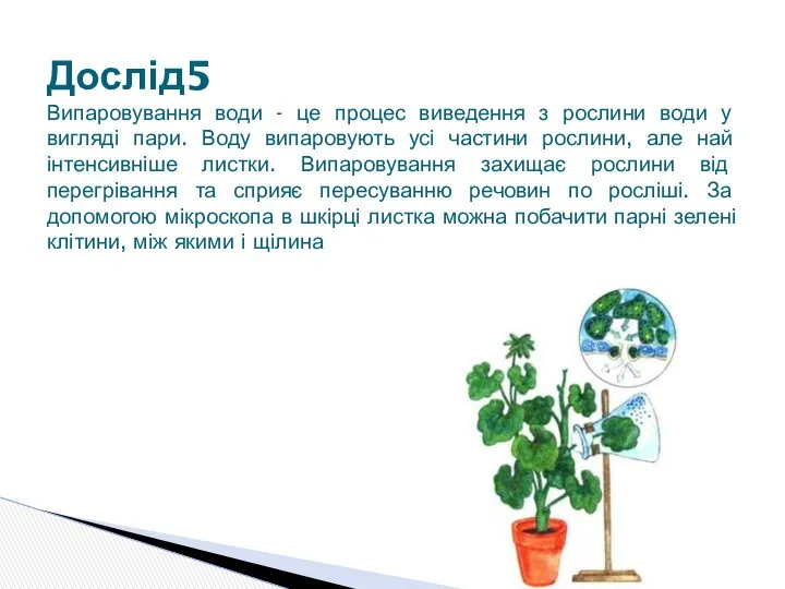 Дослід5 Випаровування води - це процес виведення з рослини води у