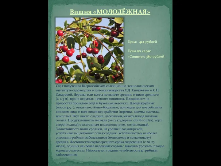 Вишня «МОЛОДЁЖНАЯ» Сорт получен во Всероссийском селекционно-технологическом институте садоводства и питомниководства