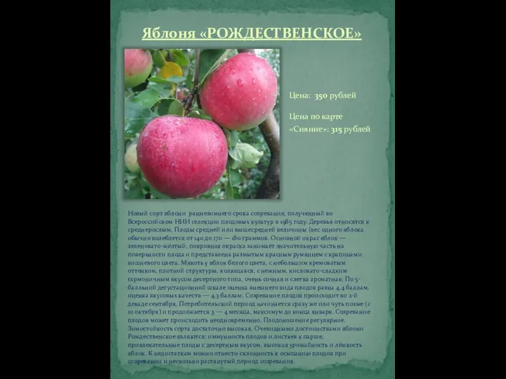 Яблоня «РОЖДЕСТВЕНСКОЕ» Новый сорт яблони раннезимнего срока созревания, полученный во Всероссийском