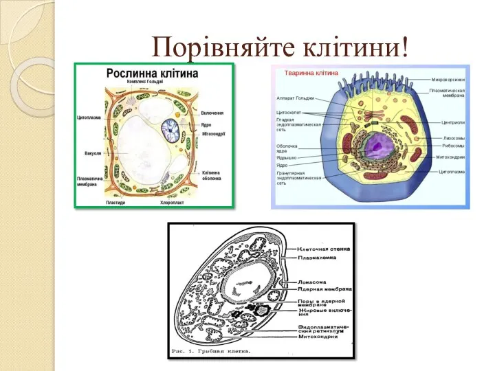 Порівняйте клітини!