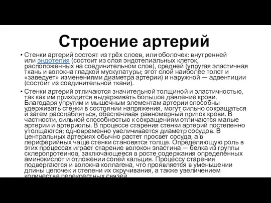 Строение артерий Стенки артерий состоят из трёх слоев, или оболочек: внутренней