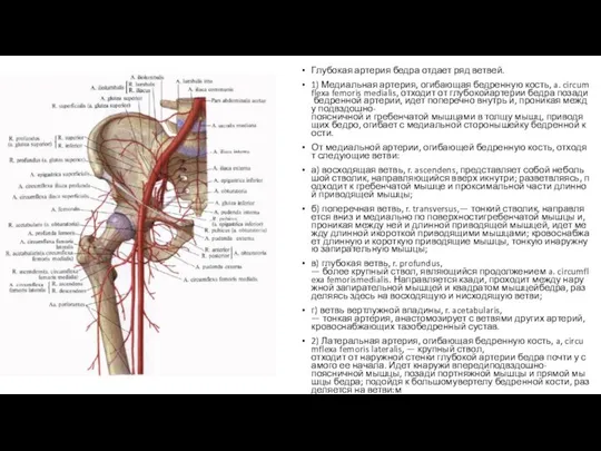 Глубокая артерия бедра отдает ряд ветвей. 1) Медиальная артерия, огибающая бедренную