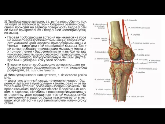 3) Прободающие артерии, аа. perforantes, обычно три, отходят от глубокой артерии