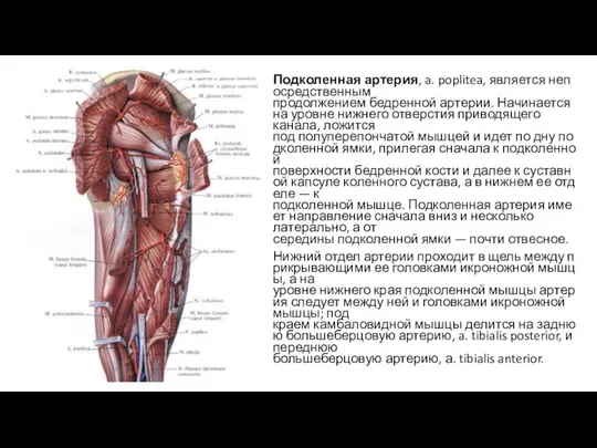 Подколенная артерия, a. poplitea, является непосредственным продолжением бедренной артерии. Начинается на