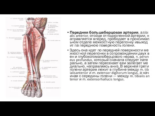 Передняя большеберцовая артерия, а.tibialis anterior, отойдя отподколенной артерии, направляется вперед, прободает