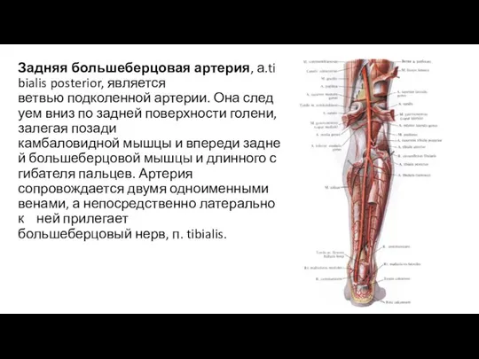 Задняя большеберцовая артерия, а.tibialis posterior, является ветвью подколенной артерии. Она следуем