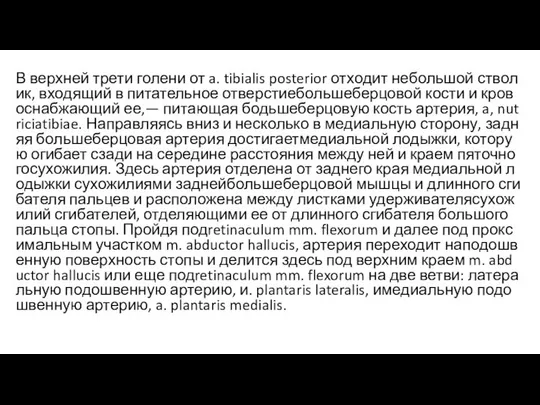 В верхней трети голени от a. tibialis posterior отходит небольшой стволик,