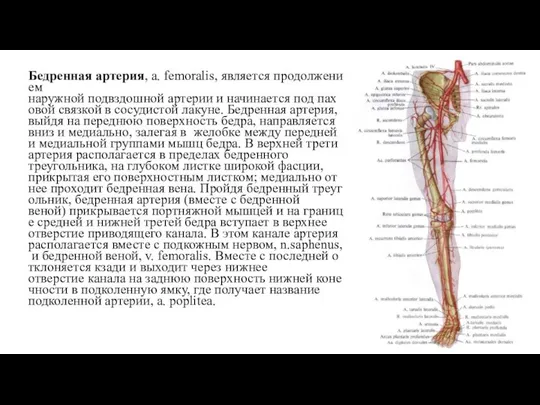 Бедренная артерия, a. femoralis, является продолжением наружной подвздошной артерии и начинается