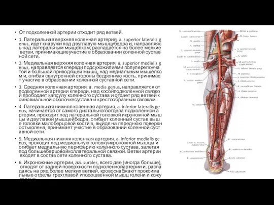 От подколенной артерии отходит ряд ветвей. 1. Латеральная верхняя коленная артерия,