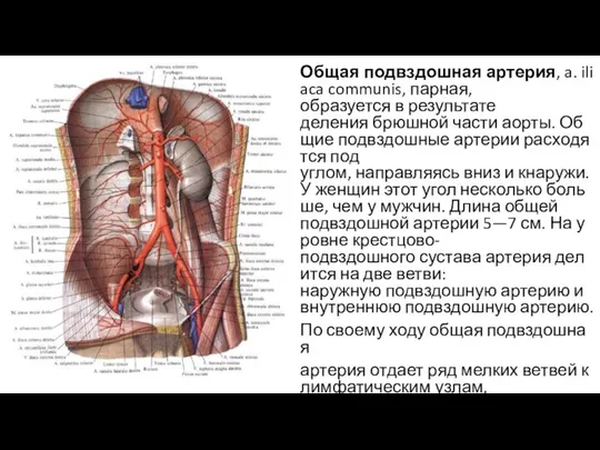 Общая подвздошная артерия, a. iliaca communis, парная,образуется в результате деления брюшной