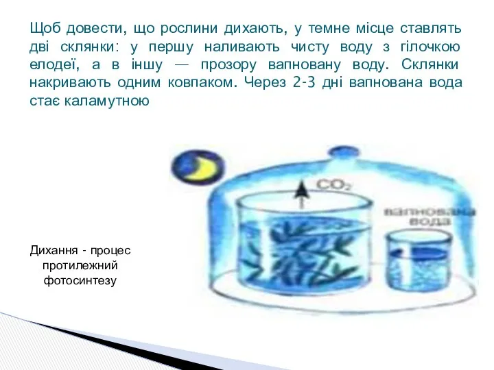 Щоб довести, що рослини дихають, у темне місце ставлять дві склянки: