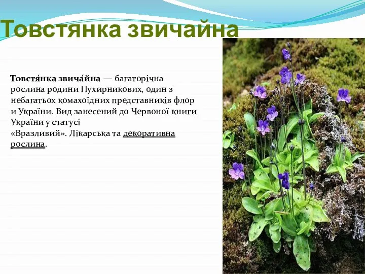 Товстянка звичайна Товстя́нка звича́йна — багаторічна рослина родини Пухирникових, один з