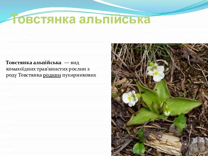 Товстянка альпійська Товстянка альпійська — вид комахоїдних трав'янистих рослин з роду Товстянка родини пухирникових