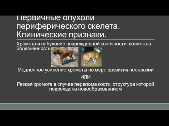 Первичные опухоли периферического скелета. Клинические признаки. Хромота и набухание поврежденной конечности,