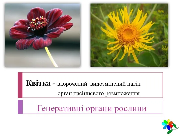 Квітка - вкорочений видозмінений пагін - орган насіннєвого розмноження