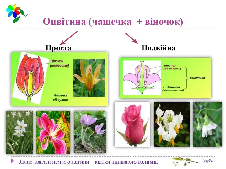 Оцвітина (чашечка + віночок) Проста Подвійна Якщо взагалі немає оцвітини – квітки називають голими. (верба)