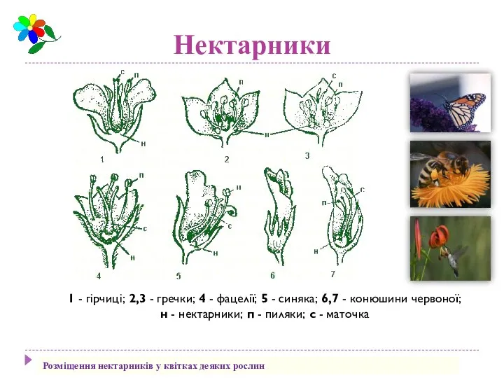 Нектарники 1 - гірчиці; 2,3 - гречки; 4 - фацелії; 5