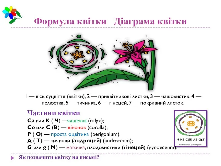 Формула квітки Діаграма квітки Як позначити квітку на письмі? 1 —