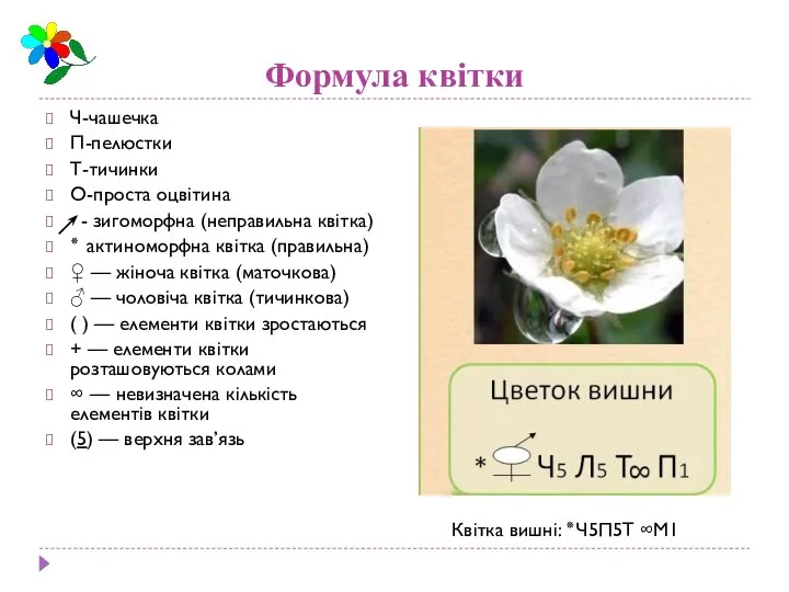 Формула квітки Ч-чашечка П-пелюстки Т-тичинки О-проста оцвітина - зигоморфна (неправильна квітка)