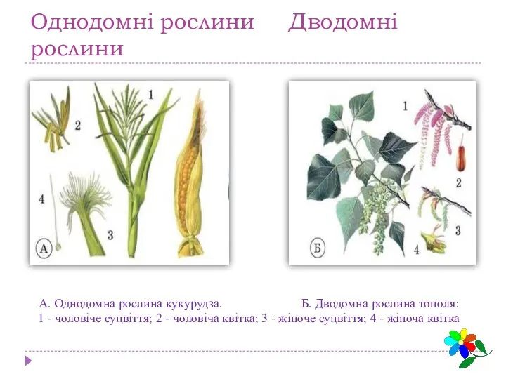 Однодомні рослини Дводомні рослини А. Однодомна рослина кукурудза. Б. Дводомна рослина