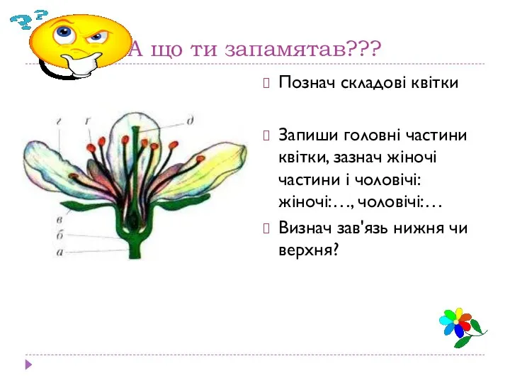 А що ти запамятав??? Познач складові квітки Запиши головні частини квітки,