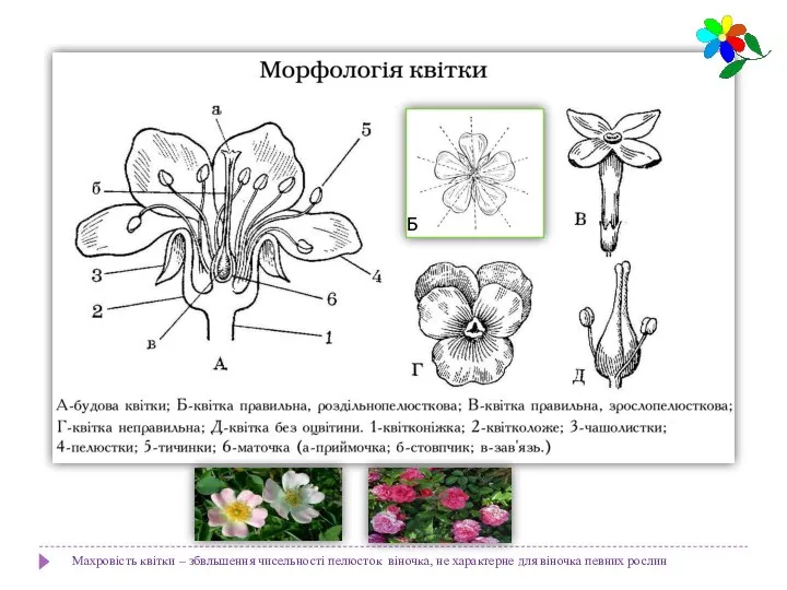 Б Махровість квітки – збвльшення чисельності пелюсток віночка, не характерне для віночка певних рослин