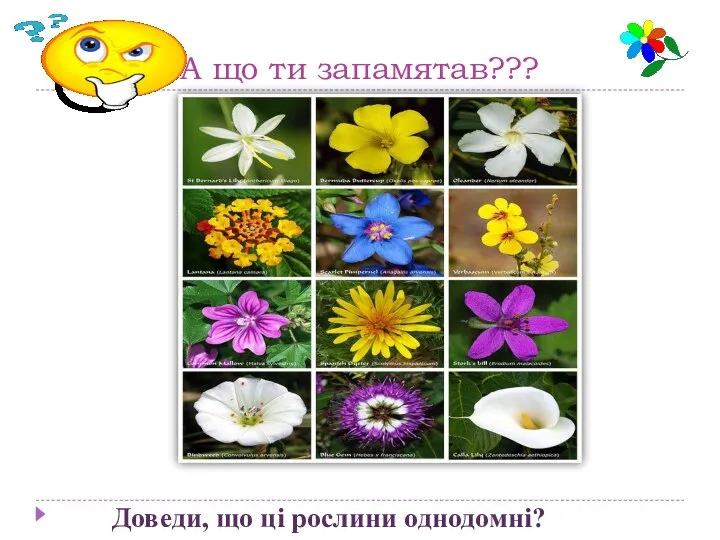 А що ти запамятав??? Доведи, що ці рослини однодомні?