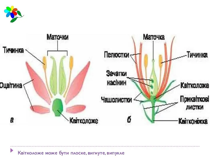 Квітколоже може бути плоске, вигнуте, випукле