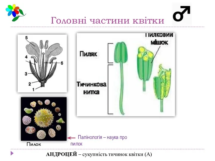 Головні частини квітки АНДРОЦЕЙ – сукупність тичинок квітки (А) Палінологія – наука про пилок Пилок