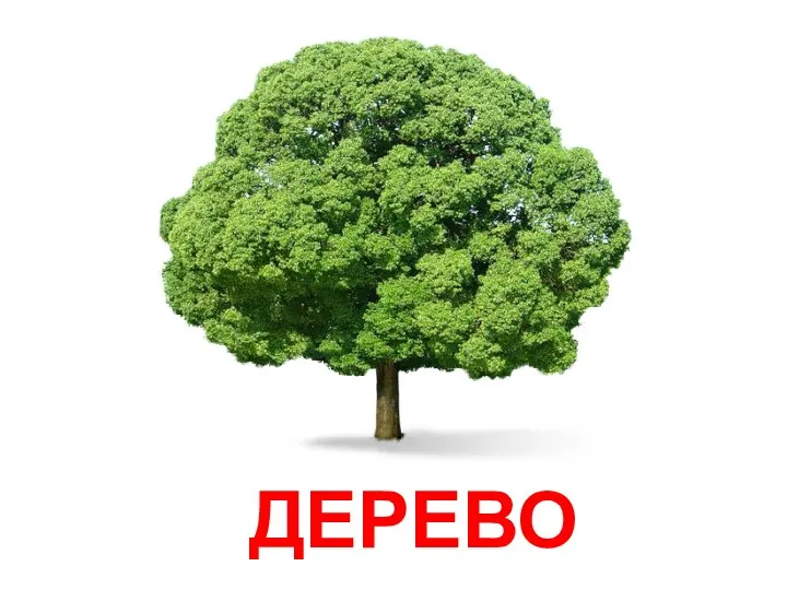 ДЕРЕВО