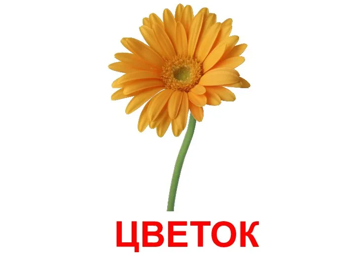 ЦВЕТОК