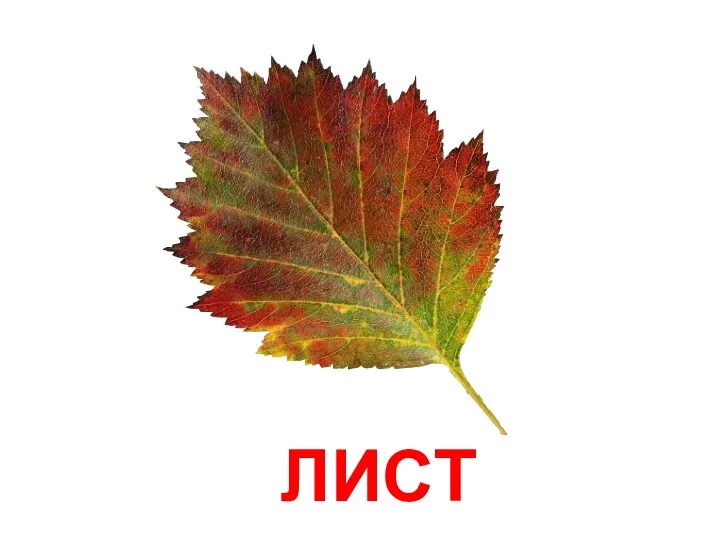 ЛИСТ