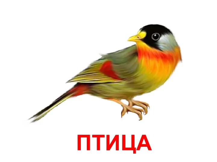 ПТИЦА