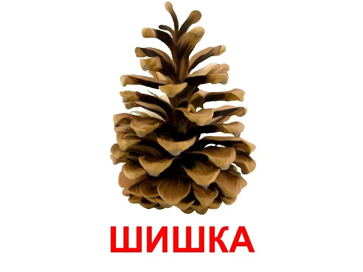 ШИШКА