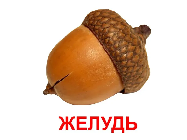 ЖЕЛУДЬ