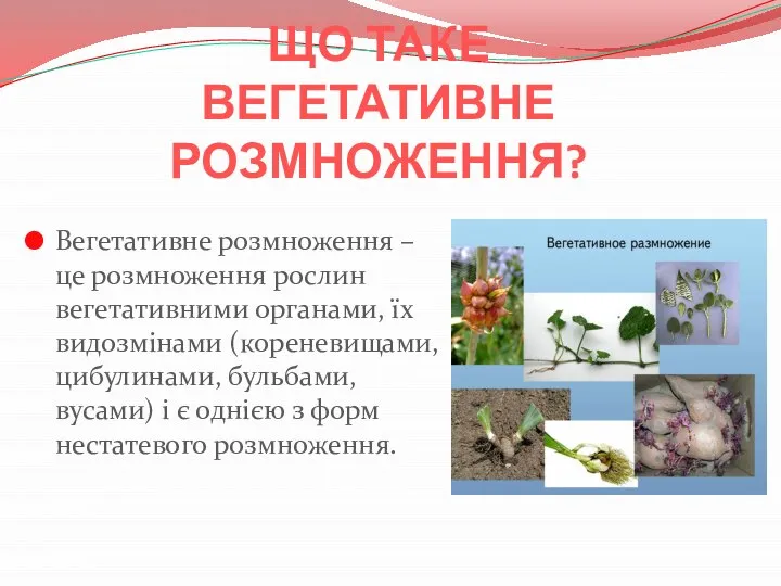 ЩО ТАКЕ ВЕГЕТАТИВНЕ РОЗМНОЖЕННЯ? Вегетативне розмноження – це розмноження рослин вегетативними