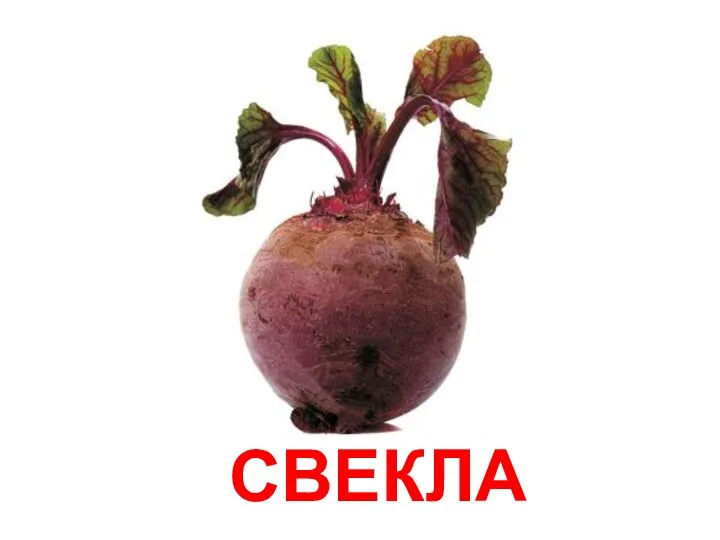 СВЕКЛА