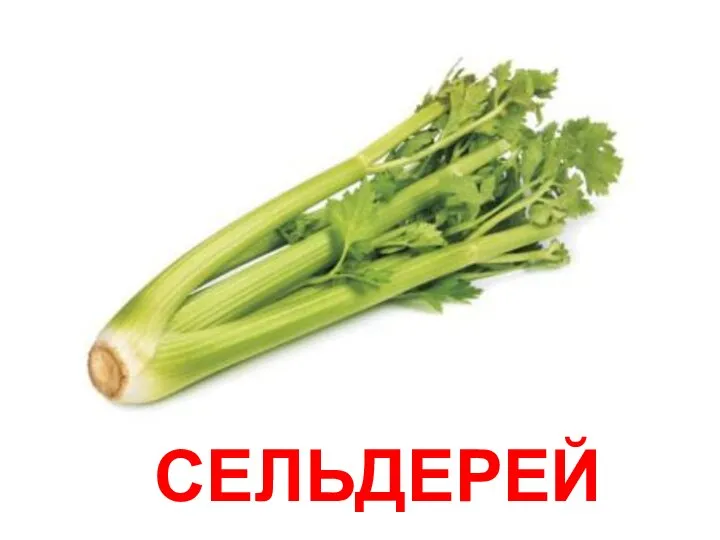 СЕЛЬДЕРЕЙ