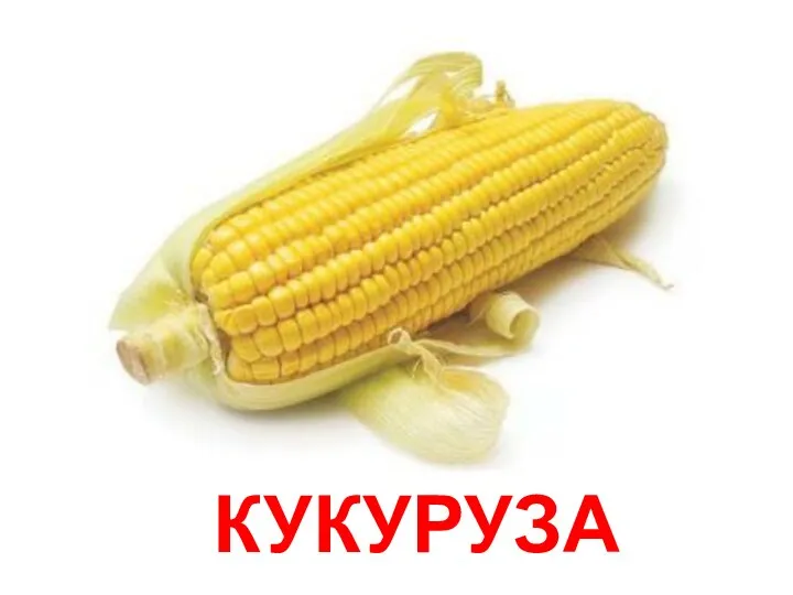 КУКУРУЗА