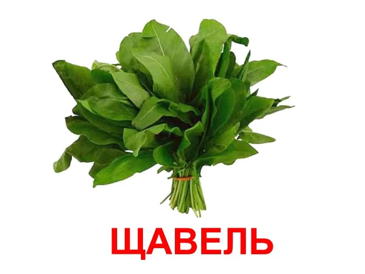 ЩАВЕЛЬ