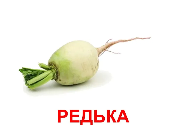 РЕДЬКА