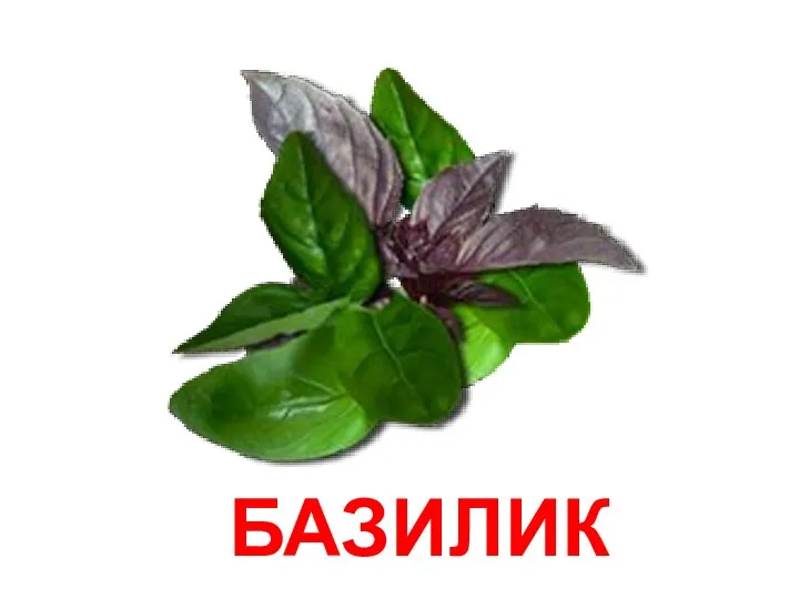 БАЗИЛИК