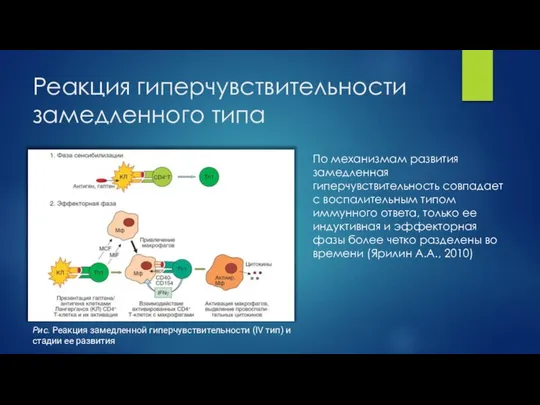 Реакция гиперчувствительности замедленного типа По механизмам развития замедленная гиперчувствительность совпадает с