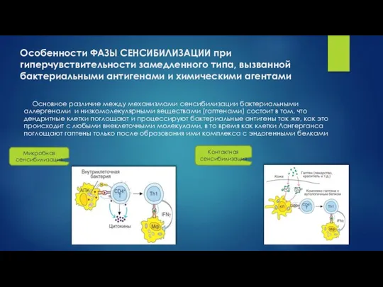 Особенности ФАЗЫ СЕНСИБИЛИЗАЦИИ при гиперчувствительности замедленного типа, вызванной бактериальными антигенами и