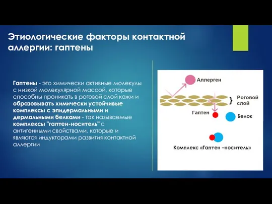 Гаптены - это химически активные молекулы с низкой молекулярной массой, которые