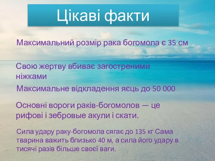 Цікаві факти Максимальний розмір рака богомола є 35 см Свою жертву