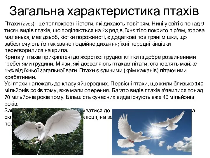 Загальна характеристика птахів Птахи (aves) - це теплокровні істоти, які дихають