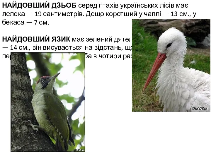 НАЙДОВШИЙ ДЗЬОБ серед птахів українських лісів має лелека — 19 сантиметрів.