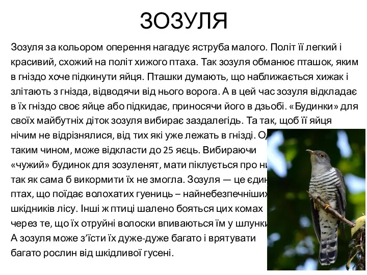 ЗОЗУЛЯ Зозуля за кольором оперення нагадує яструба малого. Політ її легкий