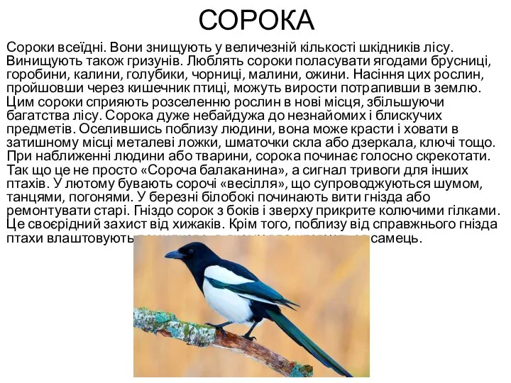 СОРОКА Сороки всеїдні. Вони знищують у величезній кількості шкідників лісу. Винищують